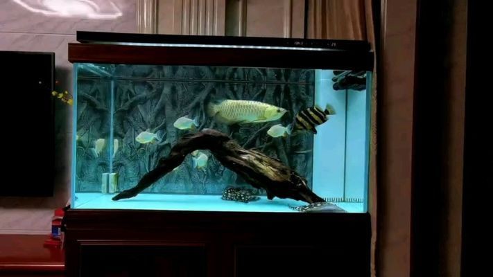 閩江魚缸怎么用：閩江魚缸適合養哪些魚類