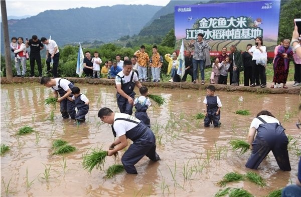 金龍魚冠名活動效果如何