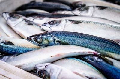 鞍山龍魚魚廠電話地址：鞍山龍魚魚廠產(chǎn)品種類