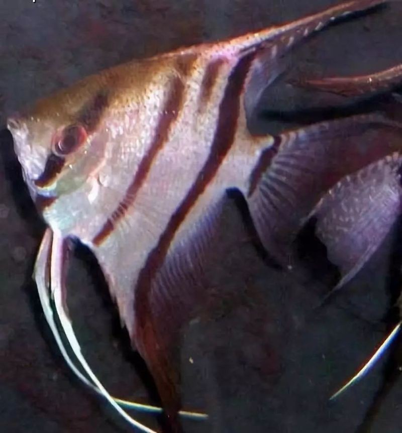 神仙魚品種大全圖解