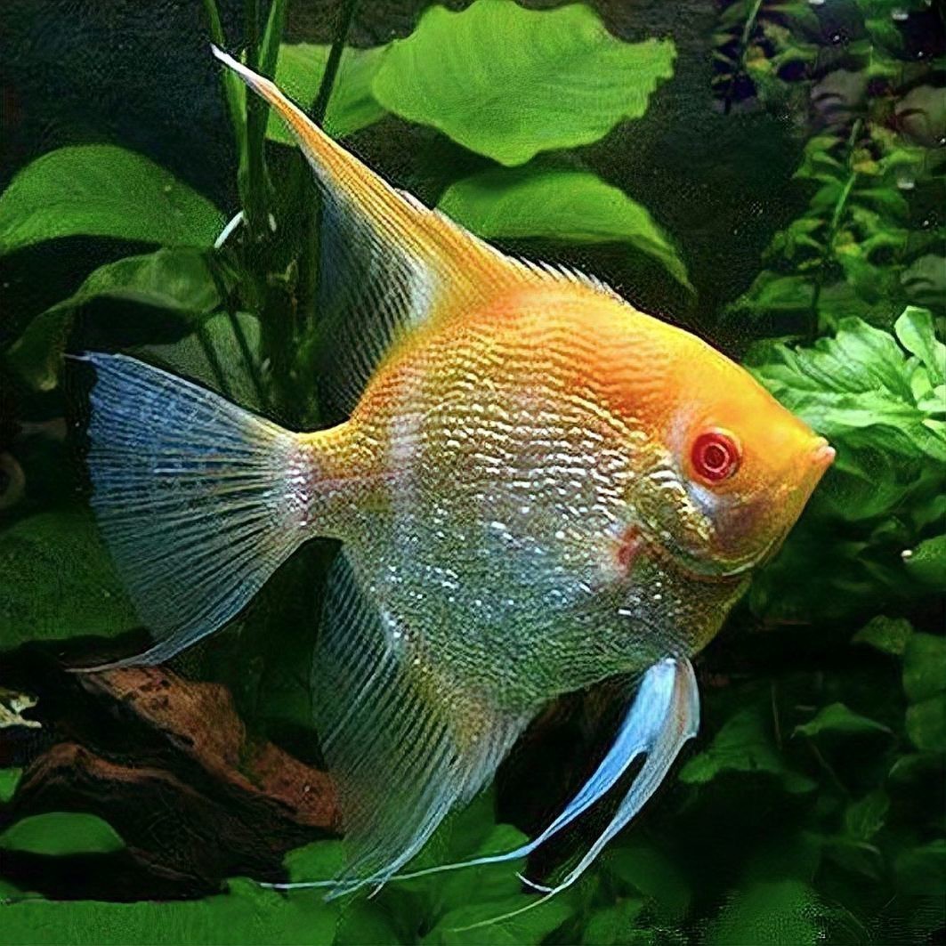 神仙魚品種大全圖解