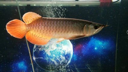 龍魚之巔app下載量多少：龍魚之巔app下載多少詳情