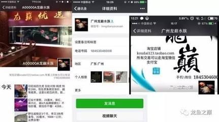 龍魚之巔app下載量多少：龍魚之巔app下載多少詳情