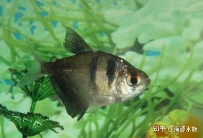 觀賞魚混養(yǎng)魚缸怎么養(yǎng)好（觀賞魚混養(yǎng)技巧）