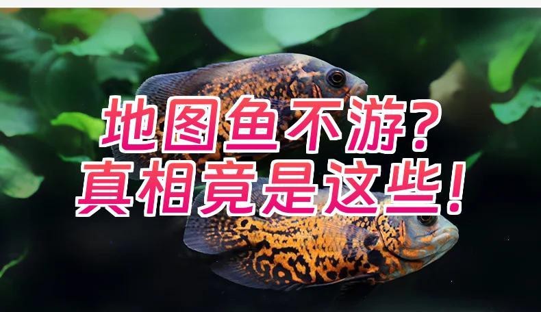 地圖魚躺著了要警惕