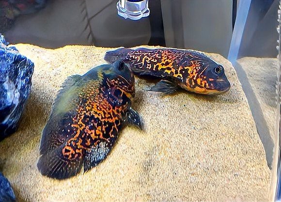 地圖魚躺著了要警惕
