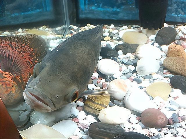 地圖魚躺著了要警惕