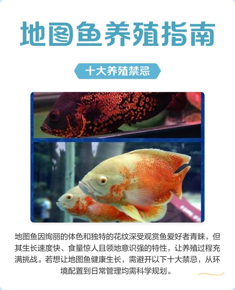 地圖魚躺著了要警惕