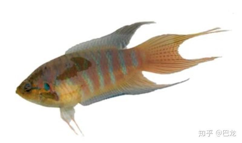金龍魚20cm應該用什么魚缸