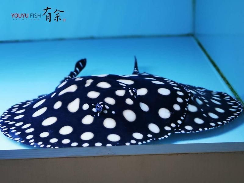 魟魚(yú)怕土霉素嗎