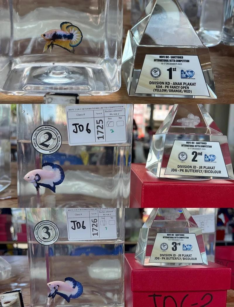 斗魚賽級什么意思