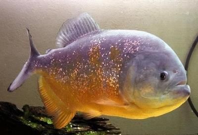 大虎魚和小龍魚混養可以嗎：大虎魚和小龍魚混養可行嗎