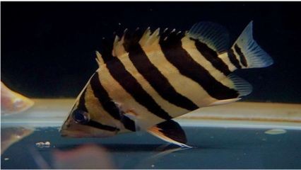 大虎魚和小龍魚混養可以嗎：大虎魚和小龍魚混養可行嗎