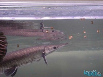 大虎魚和小龍魚混養可以嗎：大虎魚和小龍魚混養可行嗎