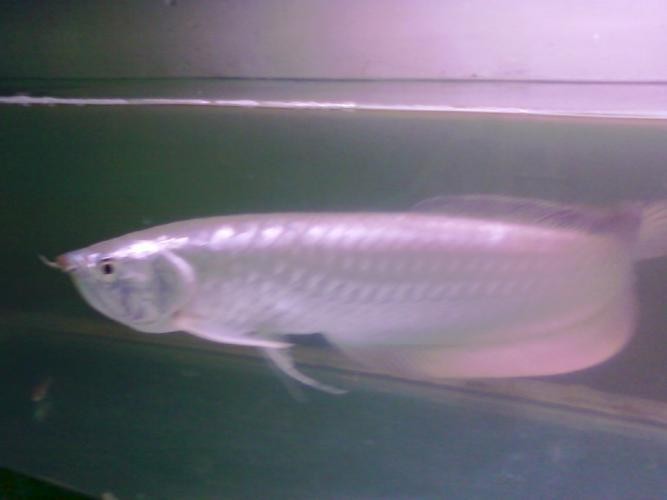 雪龍魚又叫什么魚圖片大全