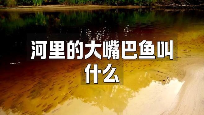 大嘴巴的魚有哪幾種