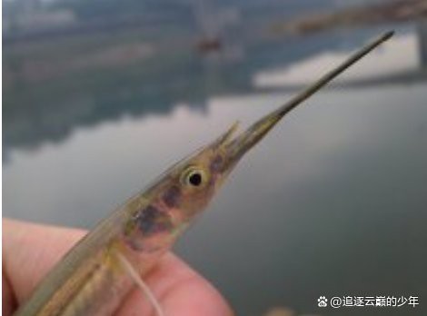大嘴巴的魚有哪幾種