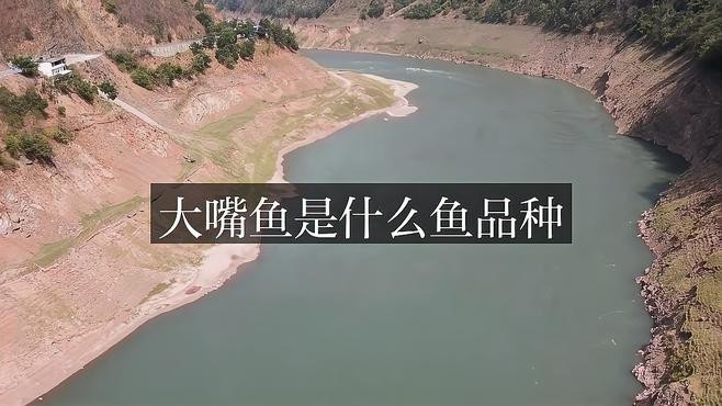 大嘴巴的魚有哪幾種