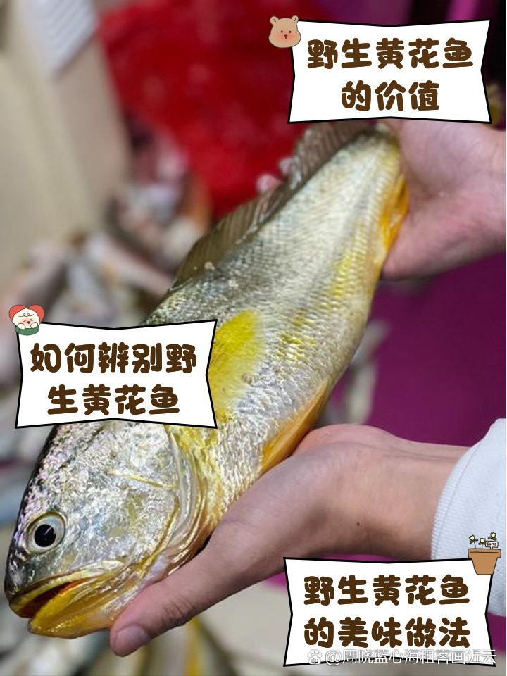 深海野生金龍黃花長(zhǎng)什么樣