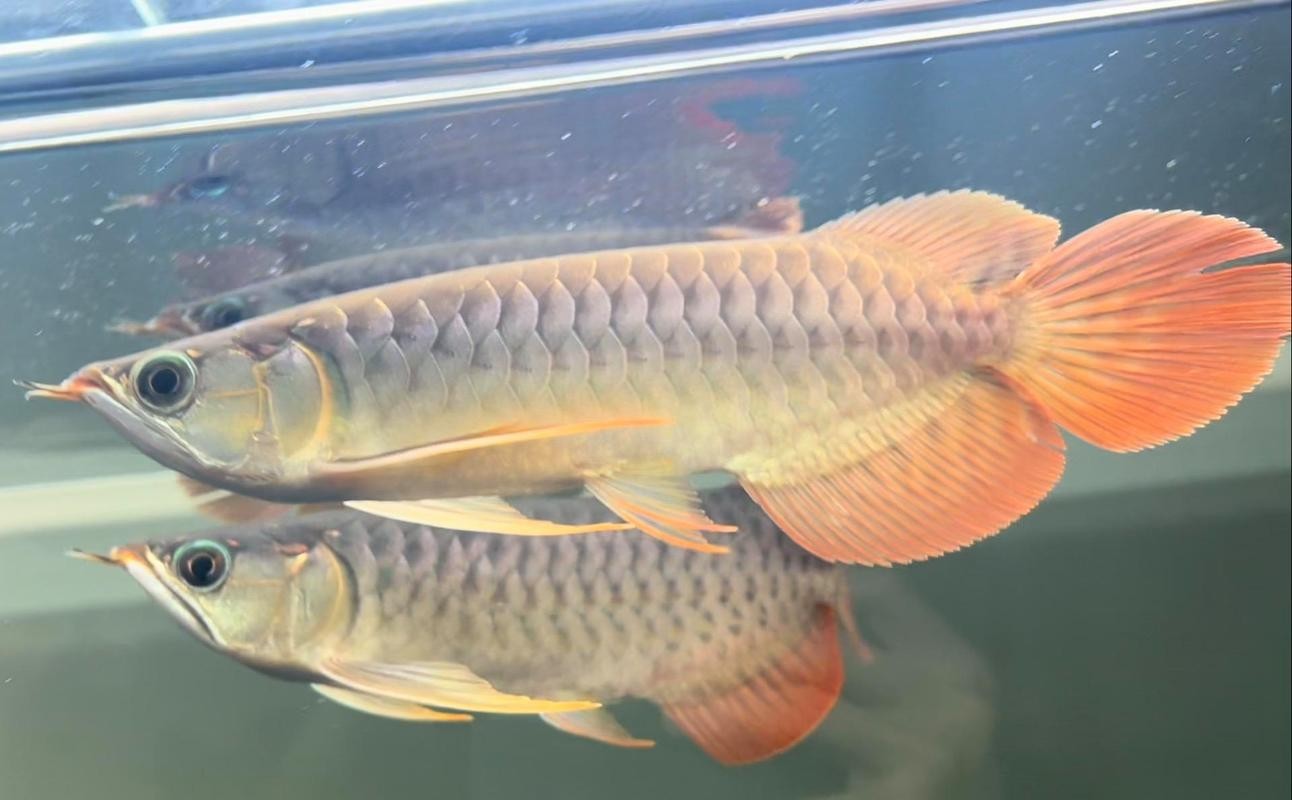 紅龍比賽冠軍魚高清圖