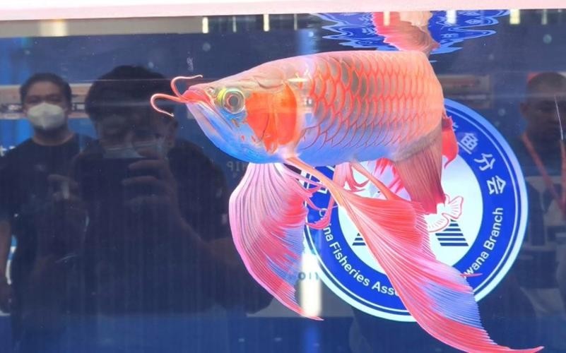 紅龍比賽冠軍魚高清圖