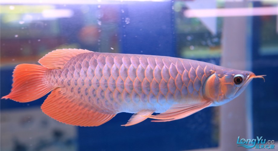 紅龍比賽冠軍魚高清圖