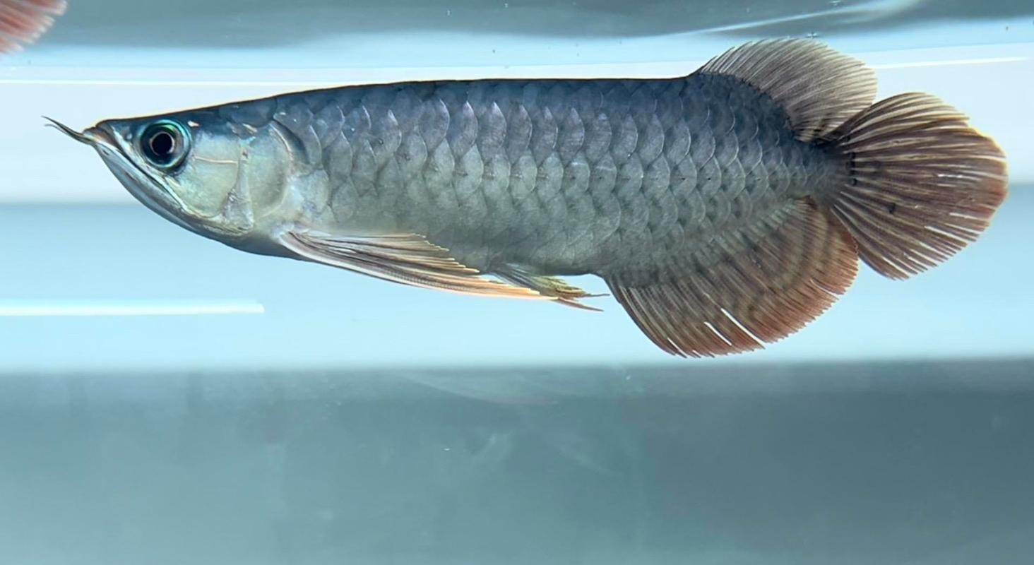 紅龍比賽冠軍魚高清圖