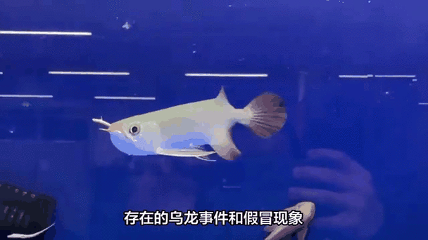 紅龍比賽冠軍魚高清圖
