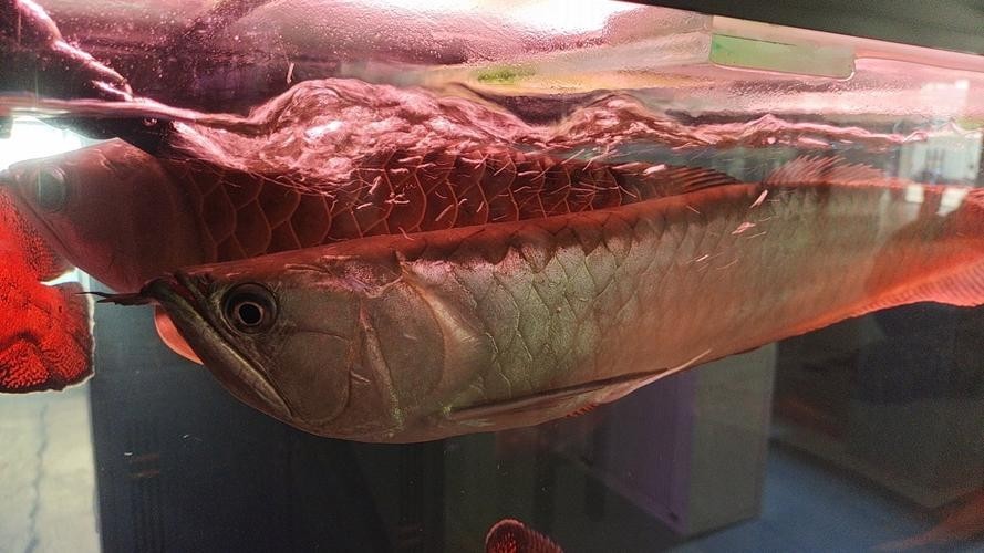 紅龍比賽冠軍魚高清圖