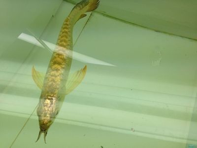 金龍魚珠鱗為什么不亮了（金龍魚珠鱗不亮可能由多種因素引起，）