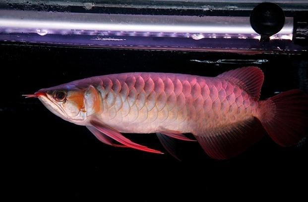 冠軍紅龍魚有哪些特殊品種？ 冠軍紅龍魚有哪些特殊品種？ 2025長城杯龍魚大賽 第9張