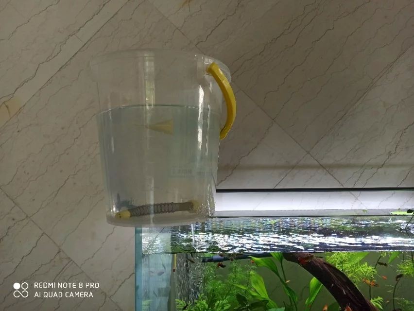 魚缸水突然特別渾濁