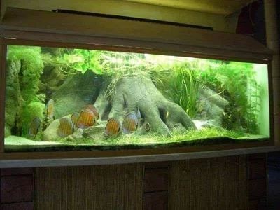 魚缸水突然特別渾濁
