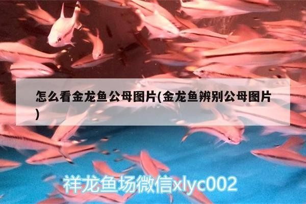 廈門龍勝達(dá)照明電器有限公司（廈門龍勝達(dá)照明電器有限公司招聘）