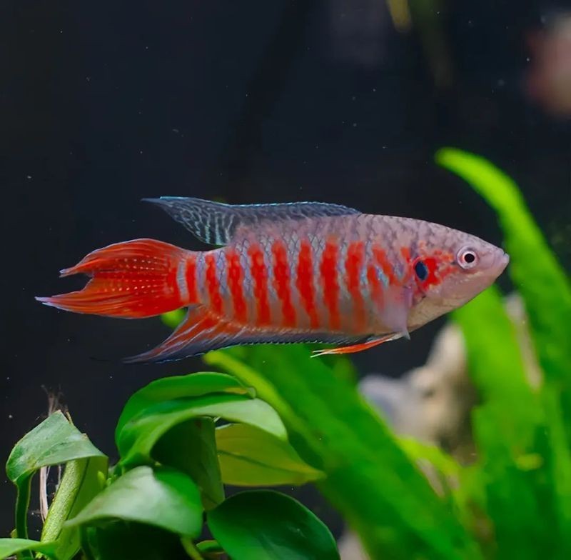 中國斗魚 觀賞魚