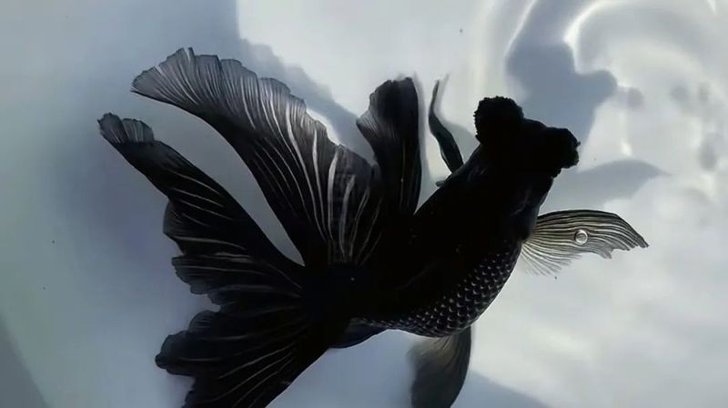 中國斗魚 觀賞魚