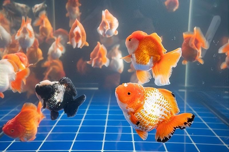 北京水族展2025年時間