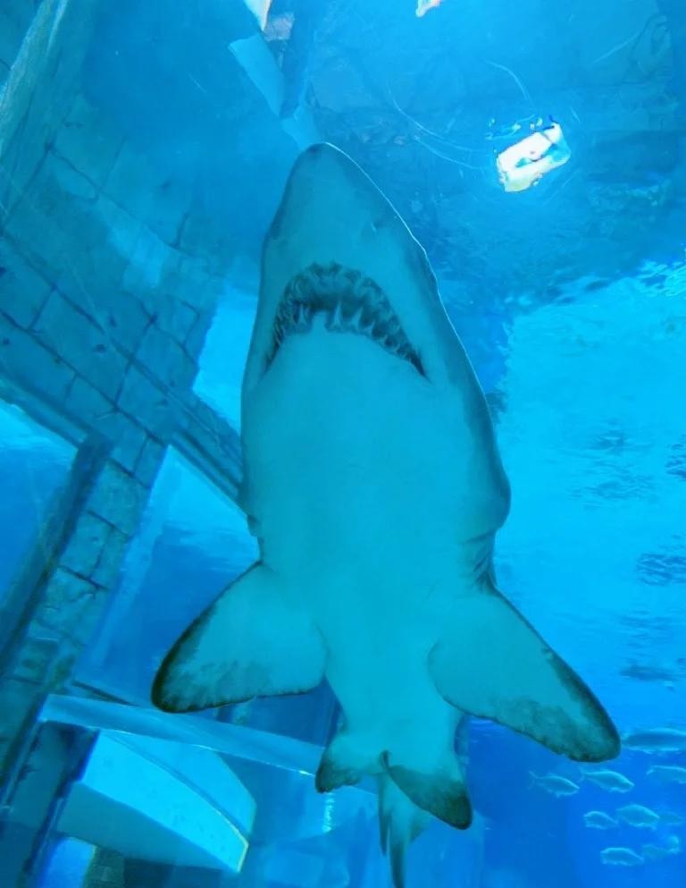 北京水族展2025年時間