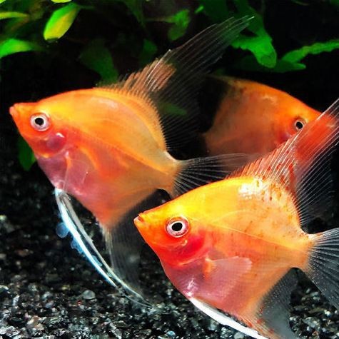 紅肚鳳凰魚壽命多久