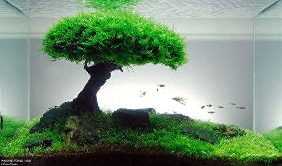長沙市芙蓉區水森林水族館（長沙市芙蓉區水森林水族館地址）