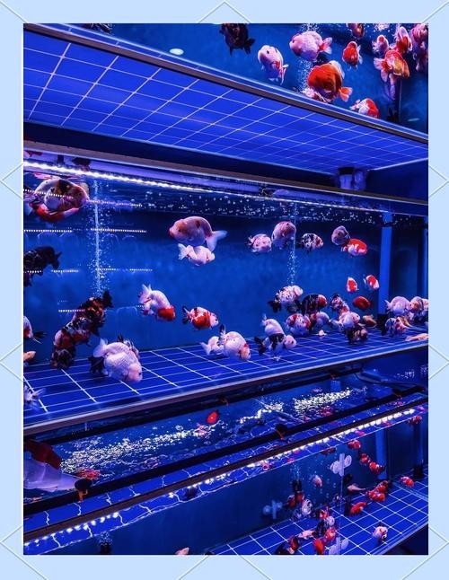 如何預(yù)約廣州國際水族展覽會的門票？