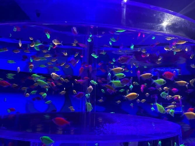如何預(yù)約廣州國際水族展覽會的門票？
