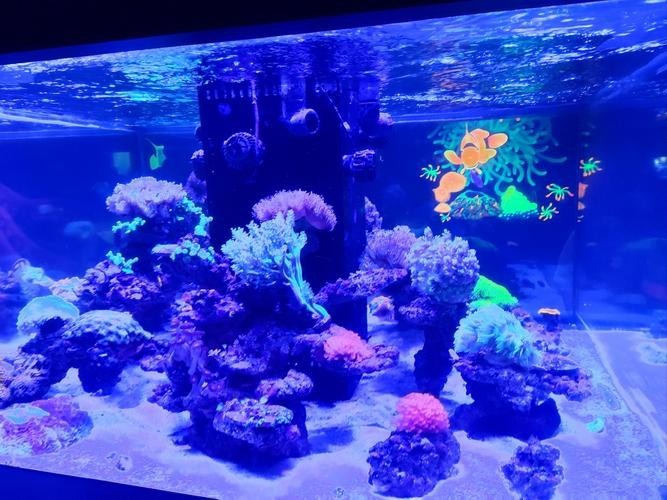 如何預(yù)約廣州國際水族展覽會的門票？