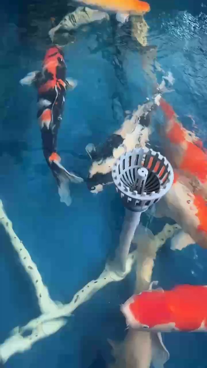 石家莊市魚(yú)友