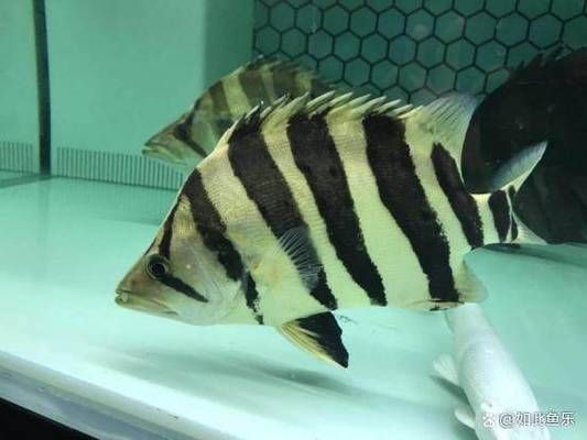 龍魚缸適合養什么魚？：龍魚缸混養注意事項