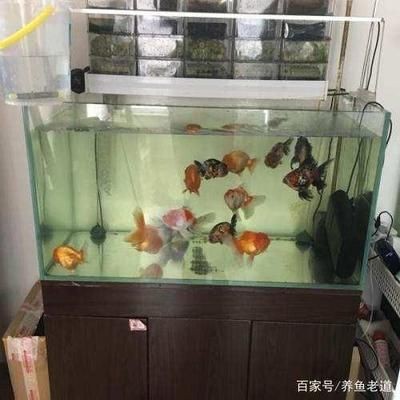 一米陽光魚缸是品牌嗎怎么樣：一米陽光魚缸與其他品牌對比，一米陽光魚缸在家裝中的應用