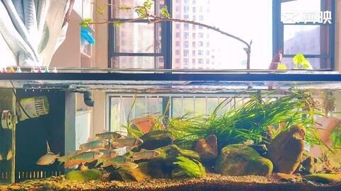 一米陽光魚缸是品牌嗎怎么樣：一米陽光魚缸與其他品牌對比，一米陽光魚缸在家裝中的應用