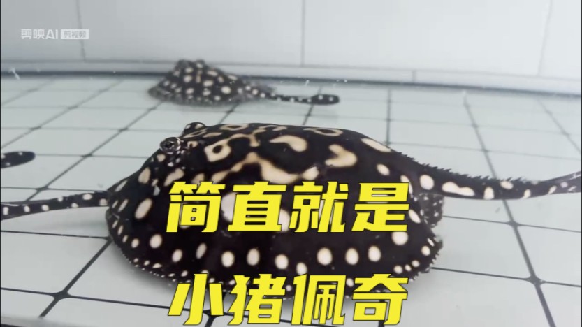 吃吃吃，你就知道吃。
