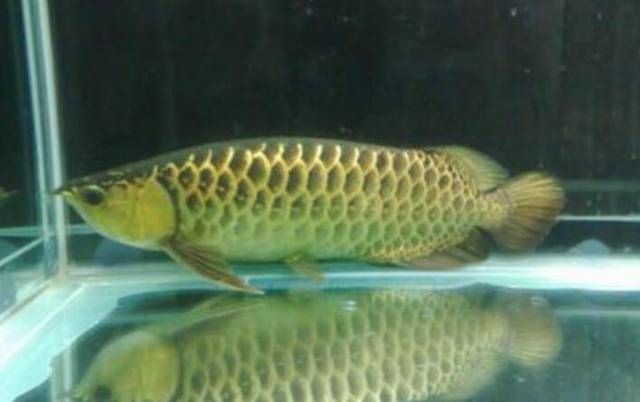 龍魚適應新環境要多久才能長大：龍魚適應新環境要多久才能長大龍魚適應新環境的時間