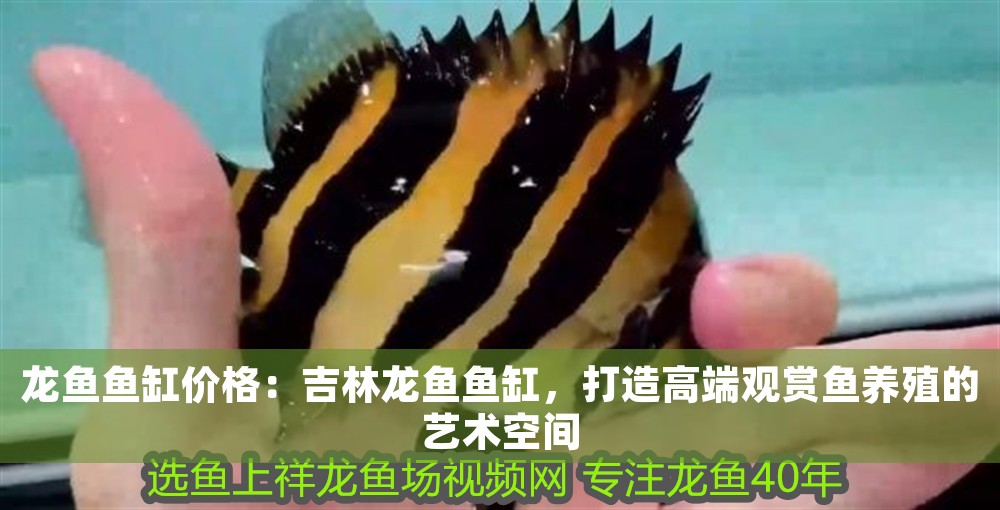 龍魚魚缸價格：吉林龍魚魚缸，打造高端觀賞魚養殖的藝術空間